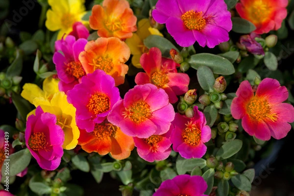 Obraz Portulaca Flowers
