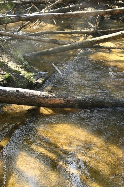 Obraz stream in the forest
