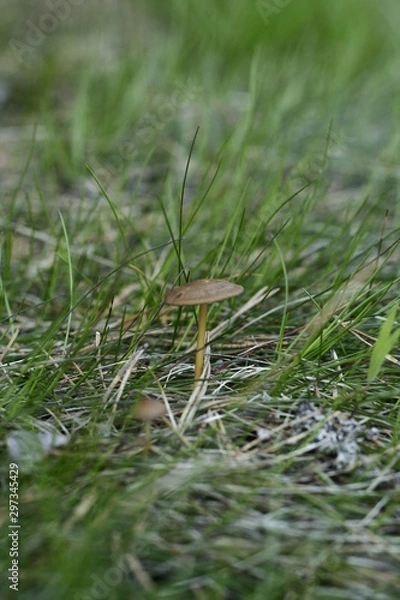 Obraz mushroom in grass
