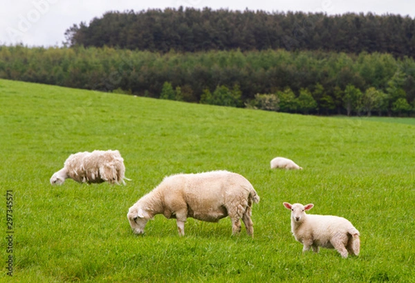 Fototapeta  Scotish coast with sheeps in the fields