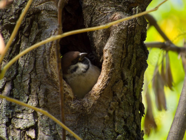 Fototapeta Sparrow in the hollow