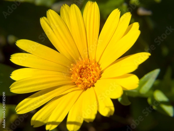 Obraz yellow flower
