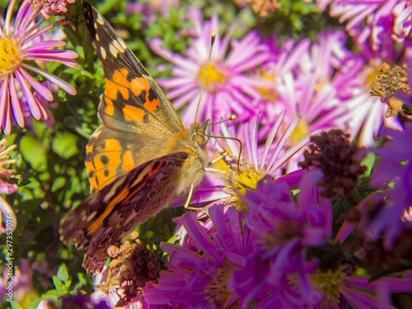 Fototapeta butterfly on a flower