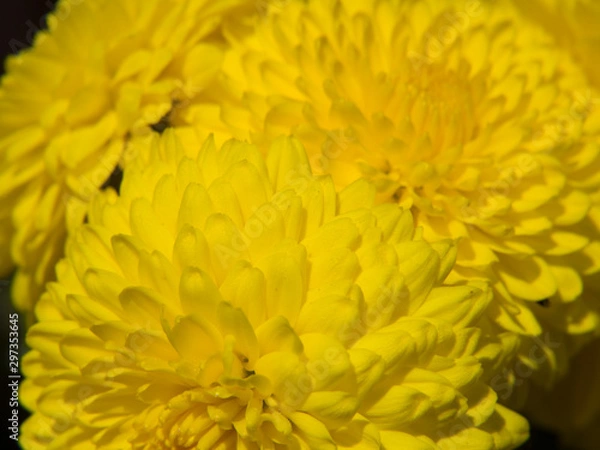 Obraz yellow flower