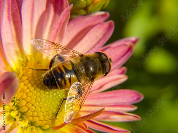 Obraz bee on a flower