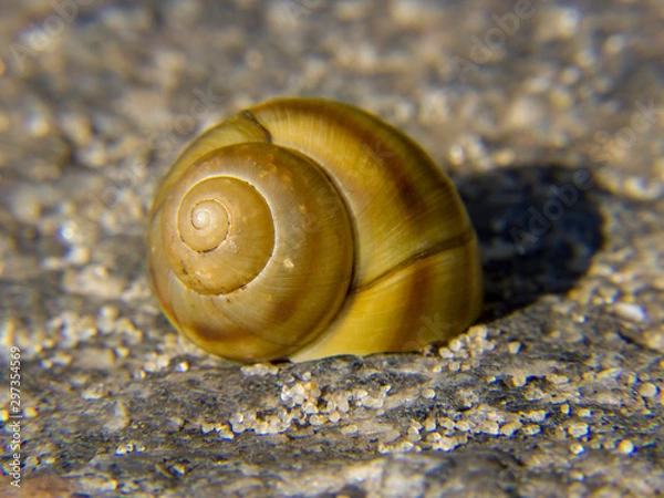Obraz snail on stone