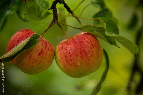 Fototapeta Apfelmacro