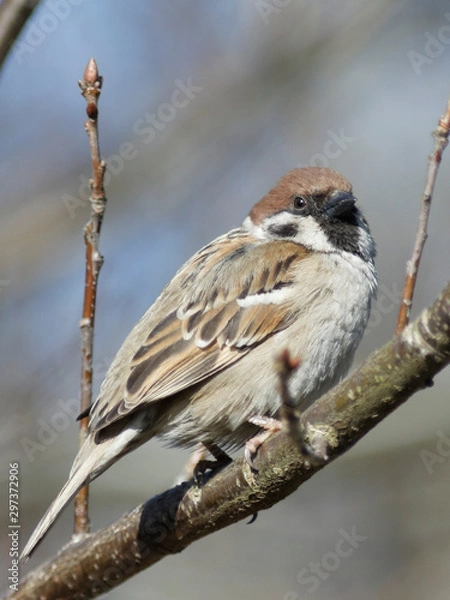 Obraz Mazurek na gałązce