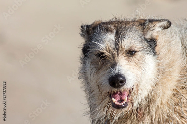 Obraz Psi łeb frontalnie