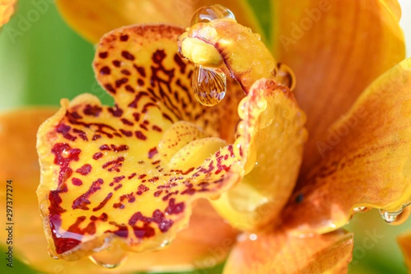 Obraz droplets on yellow cymbidium