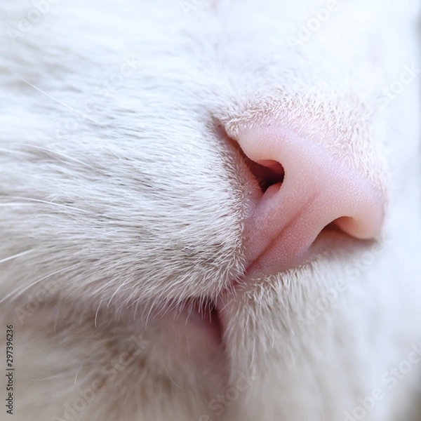 Obraz cat nose