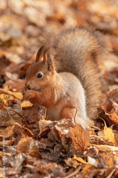 Fototapeta Squirrel with a nut in the autumn forest. Close-up