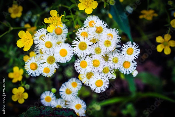 Obraz Daisy flower close up