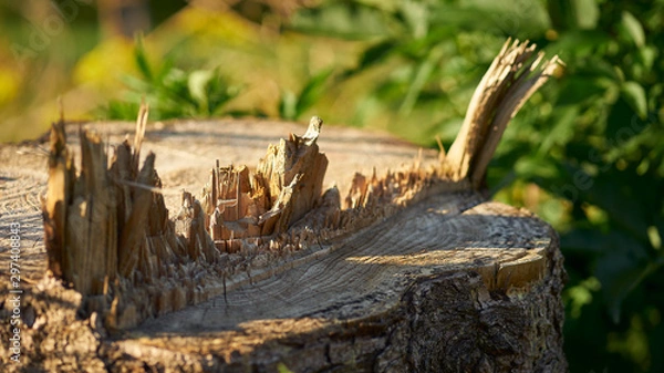 Obraz In The Woods 073