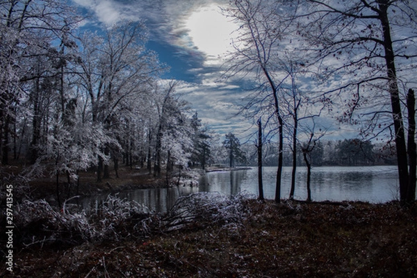 Obraz foggy winter morning in the forest