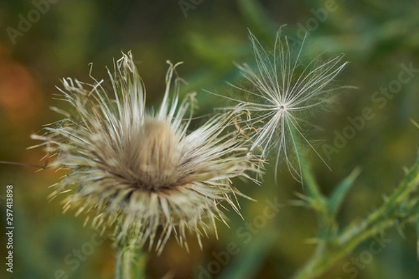 Obraz Backyard Green 024