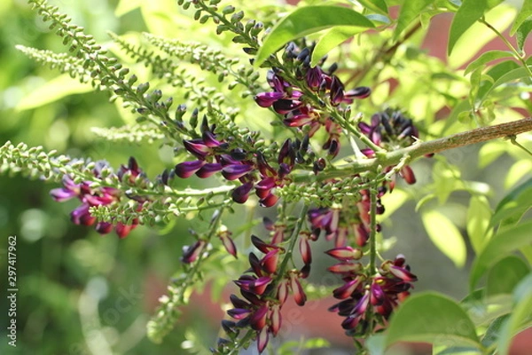 Obraz American Wisteria I
