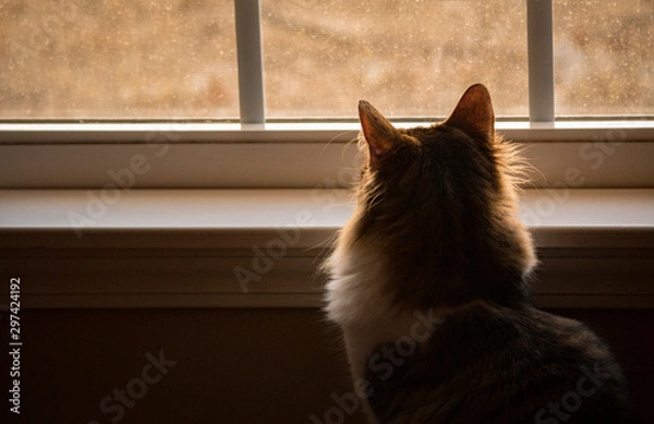 Obraz cat looking out the window