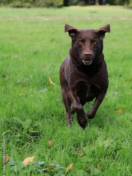 Fototapeta Chocolate labrador retriever running and jumping in the green countryside