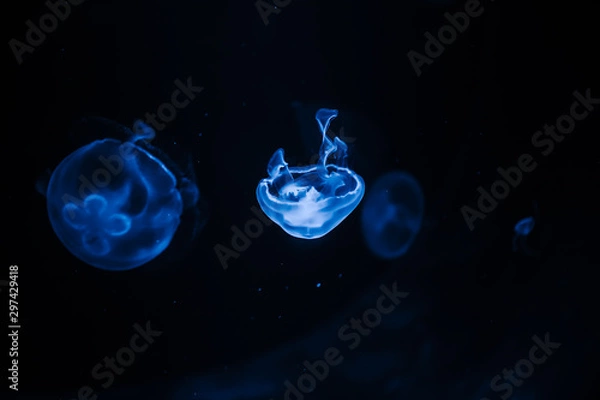 Obraz Lots of beautiful sea jellyfish on a black background. Underwater life.
