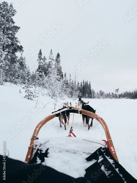Fototapeta sled dogs
