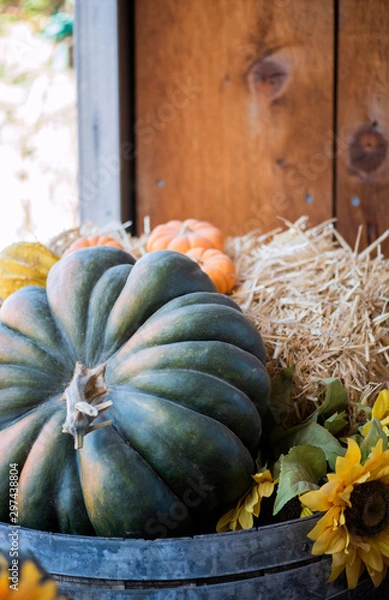 Obraz variety of gourds and pumpkins in wooden crates at pumpkin patch, crookneck winter squash varieties, group of autumn decorative gourd, fall decorations, copyspace, copy space