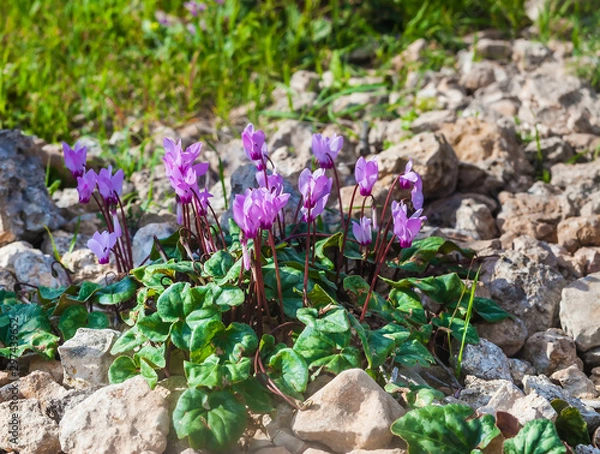 Obraz Sunlit cyclamens growing on a stone