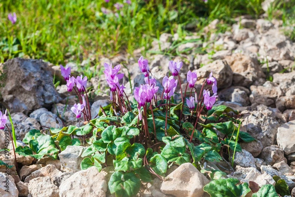 Obraz Young lilac cyclamens at sunset