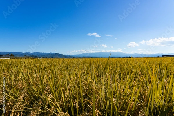 Obraz 山形の田園風景
