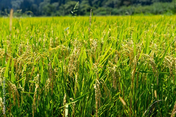 Obraz 山形の田園風景