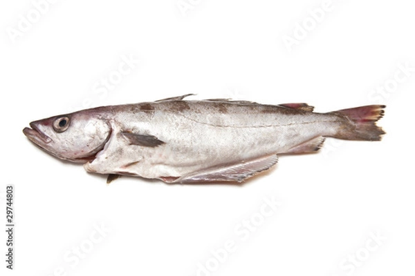 Obraz Pollock or Pollack fish isolated on a white studio background.