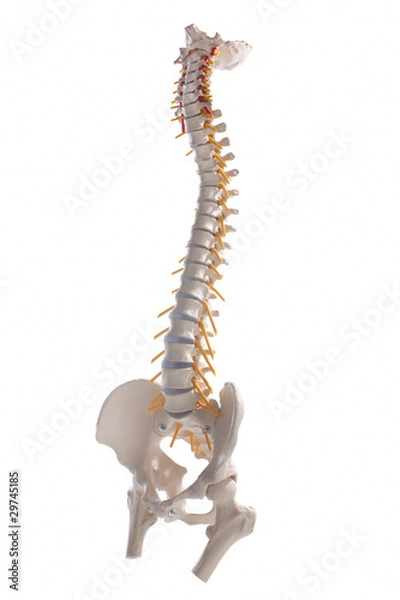 Fototapeta learning model of the human spinal columns