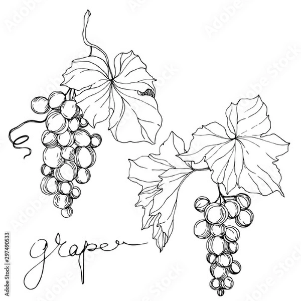 Fototapeta Vector Grape berry healthy food. Black and white engraved ink art. Isolated grape illustration element.