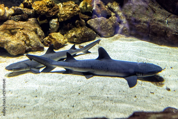 Fototapeta Whitetip reef shark (Carcharhinus melanopterus)