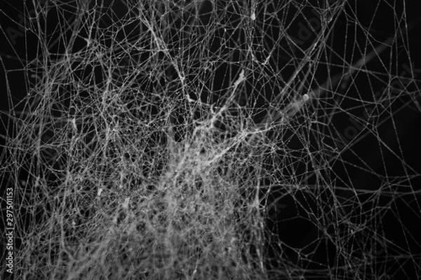 Fototapeta Spider web or cob web texture