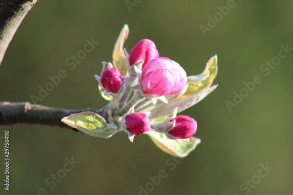 Obraz bourgeon de pommier 