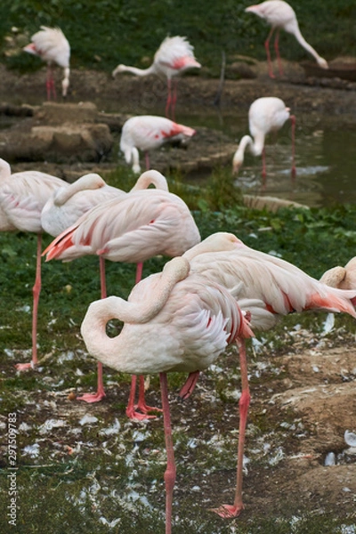 Fototapeta Pink flamingos stand in water on a background of green grass