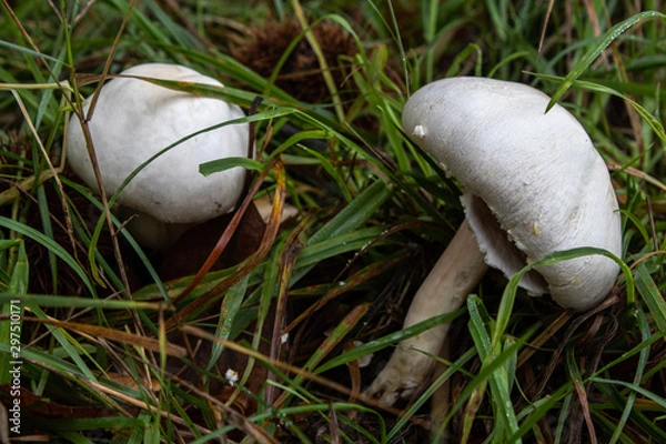 Fototapeta Agaric boule de neige