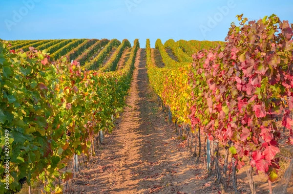 Fototapeta Beautiful autumn vineyard in Moravia, Czech Republic. Rows of vineyards, partly blurred leaves. Colorful, red and golden vine leaves. Fall landscape. Seasons of the year