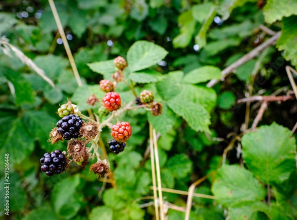 Fototapeta Ripe raspberries seen on a wild bush in a nature reserve.