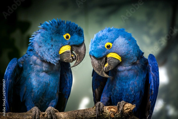 Obraz blue and yellow macaw