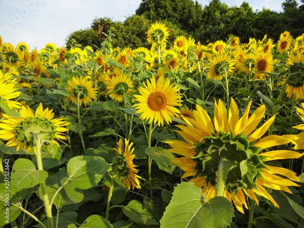 Fototapeta ひまわり畑のイメージ