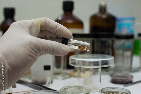 Obraz tick louse laboratory