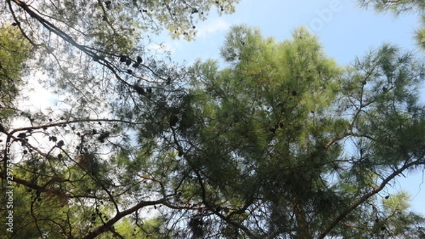 Fototapeta Forest #3