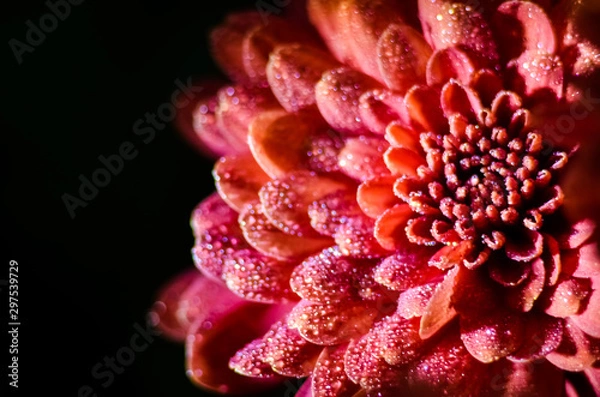 Fototapeta Red chrysanthemum flower close-up.. Drops of dew on the petals of autumn flowers.