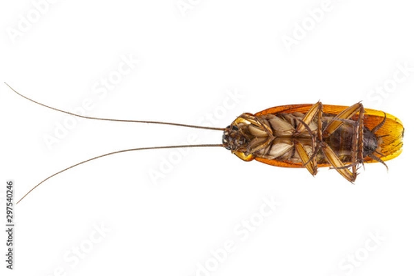 Obraz Cockroach isolated on white background.
