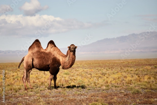 Fototapeta Bactrian camel in the Gobi desert of Mongolia, beautiful closeup portrait
