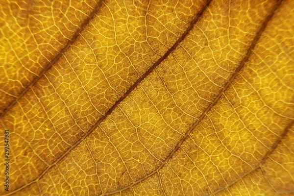 Obraz close up of brown leaf texture with leaf veins for background center focus
