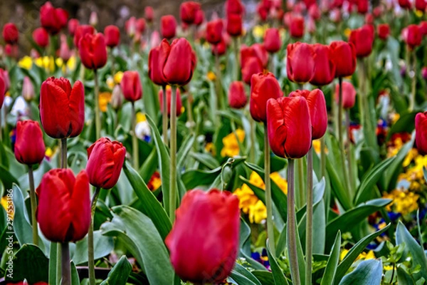 Obraz field of red tulips