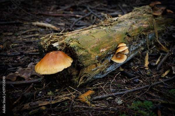 Obraz Wild mushroom growing in a dead tree trunk